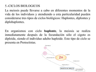 5.-CICLOS BIOLOGICOS La meiosis puede llevarse a cabo en diferentes momentos de la vida de los individuos y atendiendo a esta particularidad pueden considerarse tres tipos de ciclos biológicos: Haplontes, diplontes y diplohaplontes.  En organismos con ciclo  haplonte , la meiosis se realiza inmediatamente después de la fecundación sólo el cigoto es diploide, siendo el individuo adulto haploide. Este tipo de ciclo se presenta en Protoctistas.  