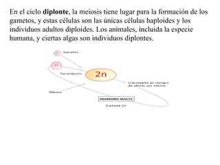 En el ciclo  diplonte , la meiosis tiene lugar para la formación de los gametos, y estas células son las únicas células haploides y los individuos adultos diploides. Los animales, incluida la especie humana, y ciertas algas son individuos diplontes.  