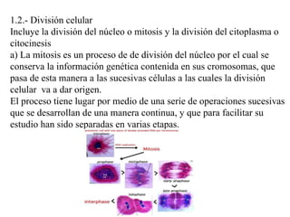 1.2.- División celular Incluye la división del núcleo o mitosis y la división del citoplasma o citocinesis a) La mitosis es un proceso de de división del núcleo por el cual se conserva la información genética contenida en sus cromosomas, que pasa de esta manera a las sucesivas células a las cuales la división celular  va a dar origen.  El proceso tiene lugar por medio de una serie de operaciones sucesivas que se desarrollan de una manera continua, y que para facilitar su estudio han sido separadas en varias etapas. 