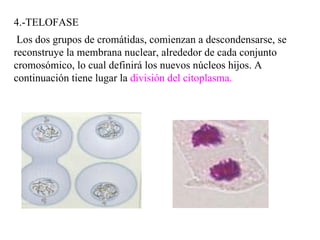 4.-TELOFASE Los dos grupos de cromátidas, comienzan a descondensarse, se reconstruye la membrana nuclear, alrededor de cada conjunto cromosómico, lo cual definirá los nuevos núcleos hijos. A continuación tiene lugar la  división del citoplasma.   