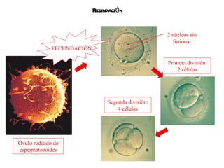 Fecundación Primera división: 2 células Segunda división: 4 células 2 núcleos sin fusionar Óvulo rodeado de espermatozoides FECUNDACIÓN 