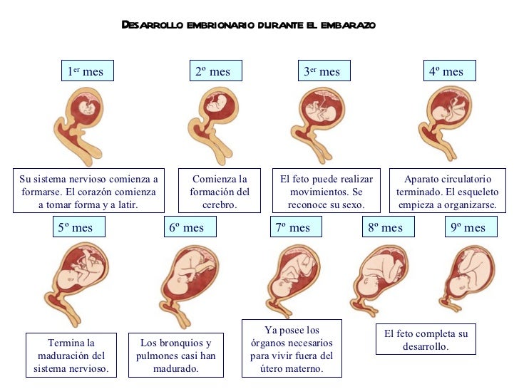Los bloqueos medicinales en el departamento de pecho de la columna vertebral