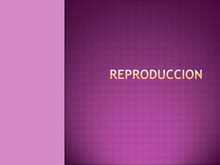 Reproduccion