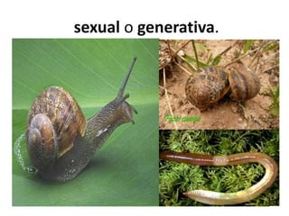 sexual o generativa.
 