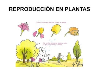 REPRODUCCIÓN EN PLANTAS
 