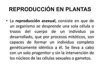 REPRODUCCIÓN EN PLANTAS
• La reproducción asexual, consiste en que de
  un organismo se desprende una sola célula o
  trozos del cuerpo de un individuo ya
  desarrollado, que por procesos mitóticos, son
  capaces de formar un individuo completo
  genéticamente idéntico a él. Se lleva a cabo
  con un solo progenitor y sin la intervención de
  los núcleos de las células sexuales o gametos.
 