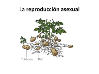 La reproducción asexual
 