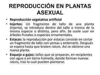 REPRODUCCIÓN EN PLANTAS
        ASEXUAL
• Reproducción vegetativa artificial
• Injertos: Un fragmento de tallo de una planta
  (injerto), se introduce dentro del tallo o tronco de la
  misma especie o distinta, pero afín. Se suele usar en
  árboles frutales o especies ornamentales.
• Estacas: la reproducción por estacas consiste en cortar
  un fragmento de tallo con yemas y enterrarlo. Después
  se espera hasta que broten raíces. Así se obtiene una
  nueva planta.
• Esqueje o gajos: tallos que se preparan, en recipientes
  con agua o en tierra húmeda, donde forman nuevas
  raíces, tras lo cual pueden plantarse.
 