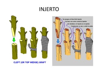 INJERTO
 