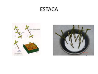 ESTACA
 