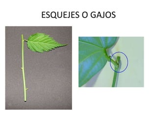 ESQUEJES O GAJOS
 