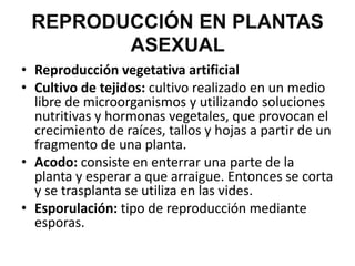 REPRODUCCIÓN EN PLANTAS
        ASEXUAL
• Reproducción vegetativa artificial
• Cultivo de tejidos: cultivo realizado en un medio
  libre de microorganismos y utilizando soluciones
  nutritivas y hormonas vegetales, que provocan el
  crecimiento de raíces, tallos y hojas a partir de un
  fragmento de una planta.
• Acodo: consiste en enterrar una parte de la
  planta y esperar a que arraigue. Entonces se corta
  y se trasplanta se utiliza en las vides.
• Esporulación: tipo de reproducción mediante
  esporas.
 