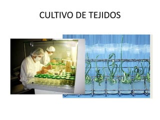CULTIVO DE TEJIDOS
 