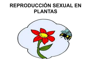 REPRODUCCIÓN SEXUAL EN
       PLANTAS
 
