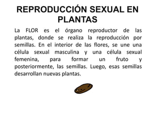 REPRODUCCIÓN SEXUAL EN
       PLANTAS
La FLOR es el órgano reproductor de las
plantas, donde se realiza la reproducción por
semillas. En el interior de las flores, se une una
célula sexual masculina y una célula sexual
femenina,     para     formar      un     fruto  y
posteriormente, las semillas. Luego, esas semillas
desarrollan nuevas plantas.
 