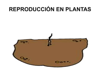 REPRODUCCIÓN EN PLANTAS
 