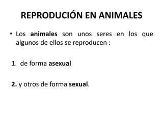 REPRODUCIÓN EN ANIMALES
• Los animales son unos seres en los que
  algunos de ellos se reproducen :

1. de forma asexual

2. y otros de forma sexual.
 