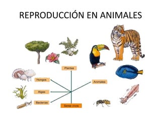 REPRODUCCIÓN EN ANIMALES
 
