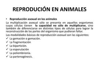 REPRODUCIÓN EN ANIMALES
• Reproducción asexual en los animales
La multiplicación asexual sólo se presenta en aquellos organismos
cuyas células tienen la capacidad no sólo de multiplicarse, sino
también de diferenciarse en distintos tipos de células para lograr la
reconstrucción de las partes del organismo que pudieran faltar.
Las modalidades básicas de reproducción asexual son las siguientes:
 La gemación o gemación.
 La fragmentación
 La bipartición.
 La esporulación
 La poliembrionía.
 La partenogénesis.
 