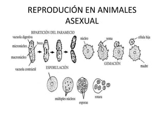 REPRODUCIÓN EN ANIMALES
       ASEXUAL
 