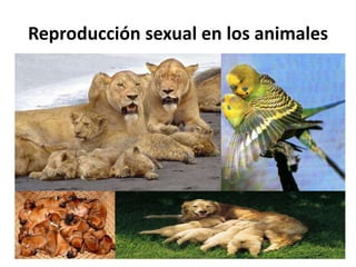 Reproducción sexual en los animales
 