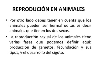 REPRODUCIÓN EN ANIMALES
• Por otro lado debes tener en cuenta que los
  animales pueden ser hermafroditas es decir
  animales que tienen los dos sexos.
• La reproducción sexual de los animales tiene
  varias fases que podemos definir aquí:
  producción de gametos, fecundación y sus
  tipos, y el desarrollo del cigoto.
 