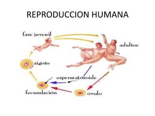 REPRODUCCION HUMANA
 