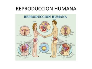 REPRODUCCION HUMANA
 