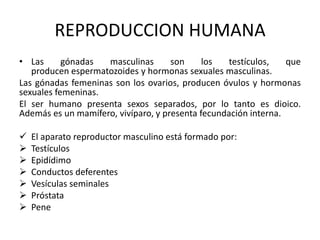 REPRODUCCION HUMANA
• Las      gónadas  masculinas       son     los  testículos,    que
   producen espermatozoides y hormonas sexuales masculinas.
Las gónadas femeninas son los ovarios, producen óvulos y hormonas
sexuales femeninas.
El ser humano presenta sexos separados, por lo tanto es dioico.
Además es un mamífero, vivíparo, y presenta fecundación interna.

   El aparato reproductor masculino está formado por:
   Testículos
   Epidídimo
   Conductos deferentes
   Vesículas seminales
   Próstata
   Pene
 