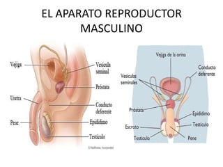 EL APARATO REPRODUCTOR
       MASCULINO
 