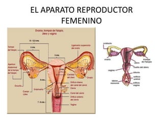 EL APARATO REPRODUCTOR
       FEMENINO
 