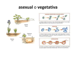 asexual o vegetativa
 