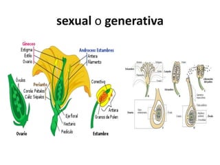 sexual o generativa
 
