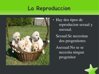 La Reproduccion
               ●   Hay dos tipos de 
                    reproducion sexual y 
                    asexual.
                   Sexual:Se necesitan 
                     dos progenitores
                   Asexual:No se se 
                    necesita ningun 
                    progenitor


            
 