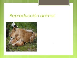 Reproducción animal.
 