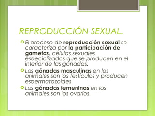 REPRODUCCIÓN SEXUAL.
 El proceso de reproducción sexual se
caracteriza por la participación de
gametos, células sexuales
especializadas que se producen en el
interior de las gónadas.
 Las gónadas masculinas en los
animales son los testículos y producen
espermatozoides.
 Las gónadas femeninas en los
animales son los ovarios.
 