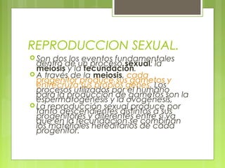 REPRODUCCION SEXUAL.
 Son dos los eventos fundamentales
dentro de un proceso sexual: la
meiosis y la fecundación.
 A través de la meiosis, cada
progenitor produce sus gametos y
entrecruza sus propios genes. Los
procesos utilizados por el humano
para la producción de gametos son la
espermatogénesis y la ovogénesis,
 La reproducción sexual produce por
tanto descendientes distintos a sus
progenitores y diferentes entre si ya
que en la fecundacion se combinan
los materiales hereditarios de cada
progenitor.
 