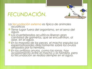 FECUNDACIÓN.
La fecundación externa es típica de animales
acuáticos
 Tiene lugar fuera del organismo, en el seno del
agua.
 Los invertebrados acuáticos liberan gran
cantidad de gametos, que se encuentran, al
azar, en el agua.
 En la mayoría de los peces, el macho expulsa sus
espermatozoides directamente sobre los óvulos
arrojados por la hembra.
 En los anfibios anuros, como las ranas, hay
acoplamiento entre el macho y la hembra, pero
la fecundación se realiza siempre en el agua.
 