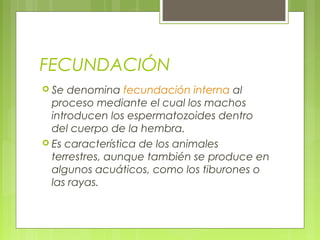 FECUNDACIÓN
 Se denomina fecundación interna al
proceso mediante el cual los machos
introducen los espermatozoides dentro
del cuerpo de la hembra.
 Es característica de los animales
terrestres, aunque también se produce en
algunos acuáticos, como los tiburones o
las rayas.
 
