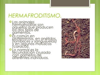 HERMAFRODITISMO.
 Las animales
hermafroditas son
aquellos que producen
los dos tipos de
gamentos.
 Es común en
platelmintos, en anélidos,
(lombrices y sanguijuelas)
y en algunos molúscos
(caracol).
 Lo normal es la
fecundación cruzada
con gametos de
diferentes individuos.
 