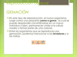 Reproducción asexual
GEMACIÓN
 En este tipo de reproducción, el nuevo organismo
surge como una pequeña yema o gema , la cual se
puede desprender convirtiéndose en un nuevo
individuo o bien, permanecer unida a la célula
madre y formar parte de una colonia.
 Entre los organismos que se reproducen por
gemación, podemos mencionar a las levaduras y a
las hidras.
 