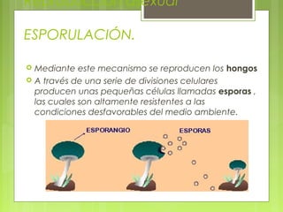 Reproducción asexual
ESPORULACIÓN.
 Mediante este mecanismo se reproducen los hongos
 A través de una serie de divisiones celulares
producen unas pequeñas células llamadas esporas ,
las cuales son altamente resistentes a las
condiciones desfavorables del medio ambiente.
 