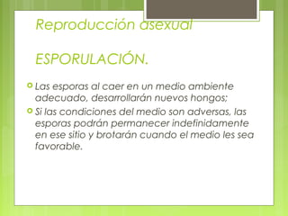 Reproducción asexual
ESPORULACIÓN.
 Las esporas al caer en un medio ambiente
adecuado, desarrollarán nuevos hongos;
 Si las condiciones del medio son adversas, las
esporas podrán permanecer indefinidamente
en ese sitio y brotarán cuando el medio les sea
favorable.
 