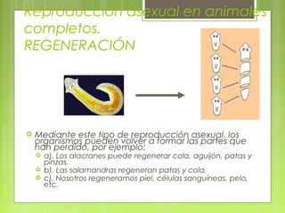 Reproducción asexual en animales
completos.
REGENERACIÓN
 Mediante este tipo de reproducción asexual, los
organismos pueden volver a formar las partes que
han perdido, por ejemplo:
 a). Los alacranes puede regenerar cola, aguijón, patas y
pinzas.
 b). Las salamandras regeneran patas y cola.
 c). Nosotros regeneramos piel, células sanguíneas, pelo,
etc.
 