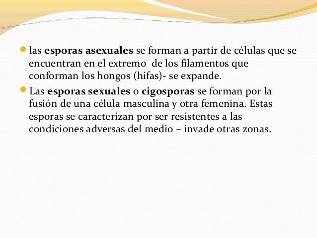 las esporas asexuales se forman a partir de células que seencuentran en el extremo de los filamentos queconforman los h...