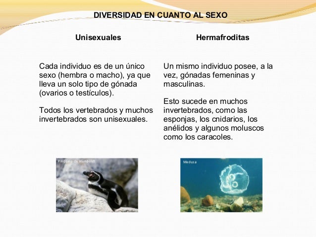 DIVERSIDAD EN CUANTO AL DESARROLLO DEL EMBRIONOvíparos VivíparosEl desarrollo del embrión tiene lugardentro del huevo, ...