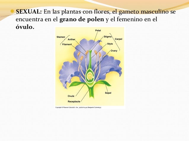 El FRUTO contiene en su interior al óvulo fecundadoque se ha convertido en semilla , lista para germinar ydesarrollar u...