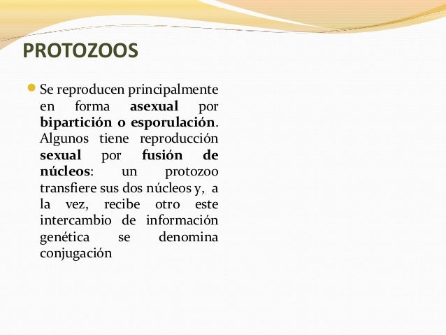 PROTOZOOSSe reproducen principalmenteen forma asexual porbipartición o esporulación.Algunos tiene reproducciónsexual...