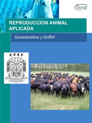 REPRODUCCION ANIMAL 
APLICADA 
Gonadorelina y GnRH 
 