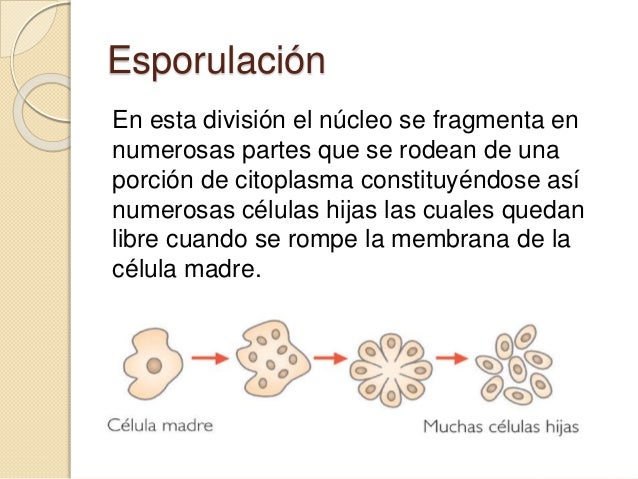 Reproduccion